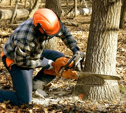 Tree Removal in Fort Mckavett, TX